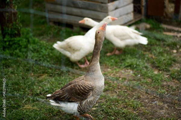 Fototapeta geese in the park