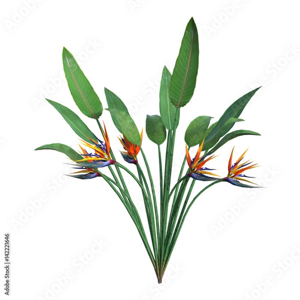 Fototapeta 3D Rendering Strelitzia on White