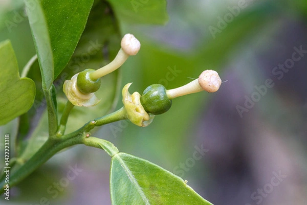 Fototapeta Two newly formed oranges after pollination of orange blossom flowers on an orange tree in Valencia