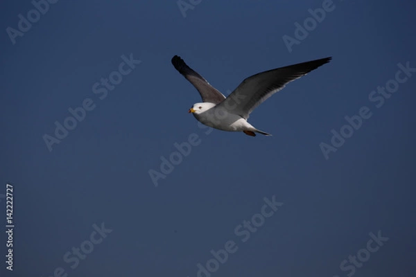 Fototapeta かもめ