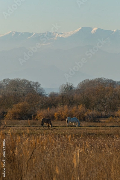 Fototapeta Countryside with two horses and the snow-capped Pyrenees in the background.