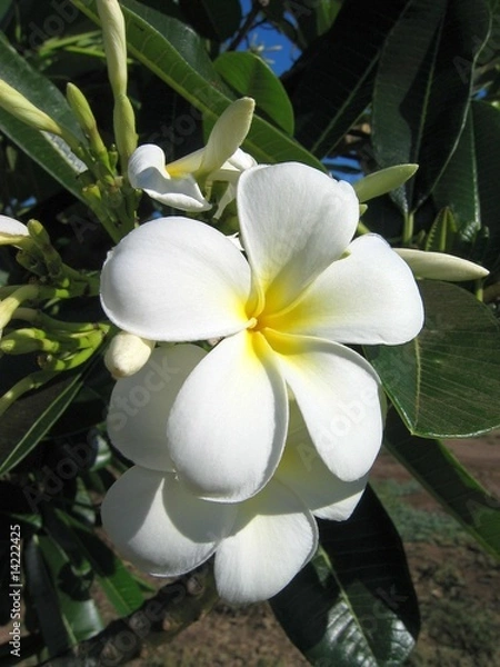 Fototapeta Blume_lei