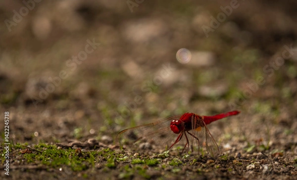 Obraz Macro de inceto vermelho libelinha
