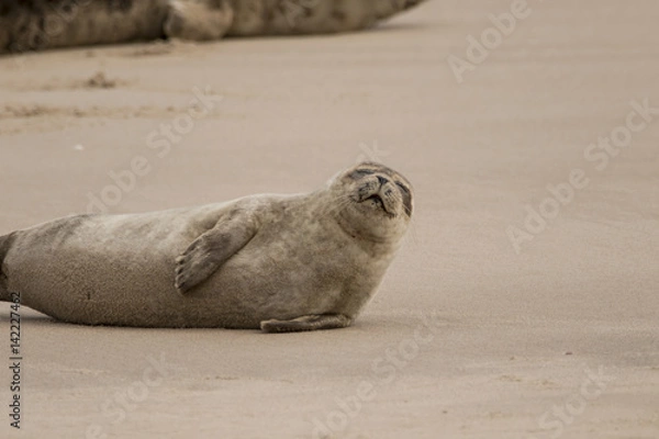 Fototapeta common seal