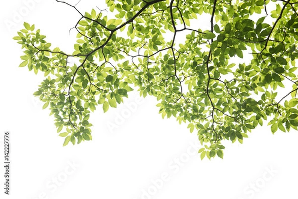Obraz green leaf on white background