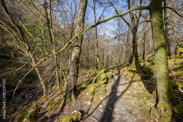 Fototapeta Rocky footpath along the river Clywedog under a woodland canopy, part of the Torrent Walk near Dolgellau, Wales, UK