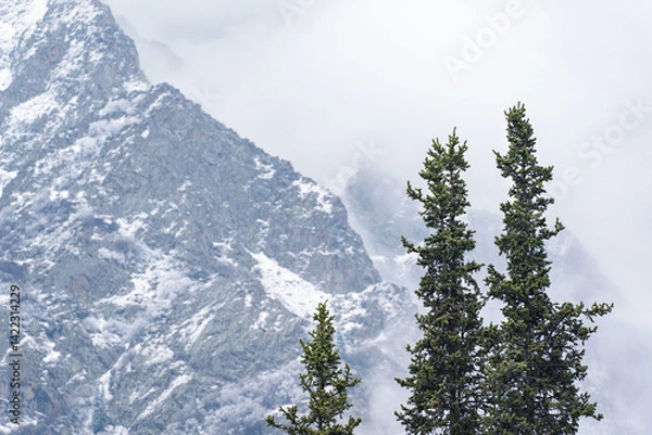 Fototapeta Three tall green fir trees grow against the background of snow-capped mountain peaks, shrouded in a blue cold mist in spring.
