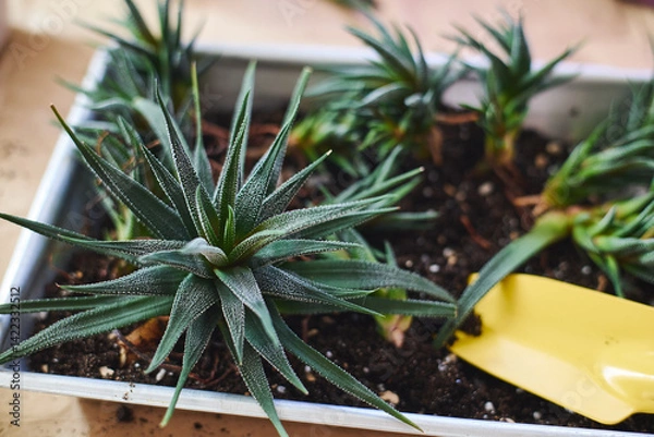 Fototapeta Spring replanting of indoor flowers. Replanting of Haworthiopsis - Haworthia Fasciata or Zebra Aloe plant, separation of new shoots.