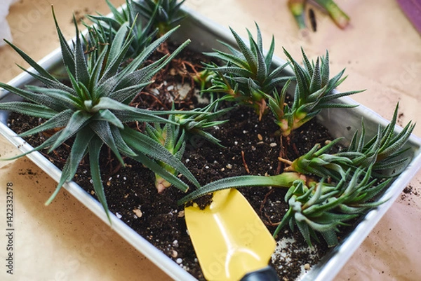 Fototapeta Spring replanting of indoor flowers. Replanting of Haworthiopsis - Haworthia Fasciata or Zebra Aloe plant, separation of new shoots.