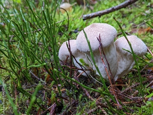 Obraz mushroom in the grass