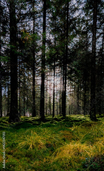 Obraz forest in autumn