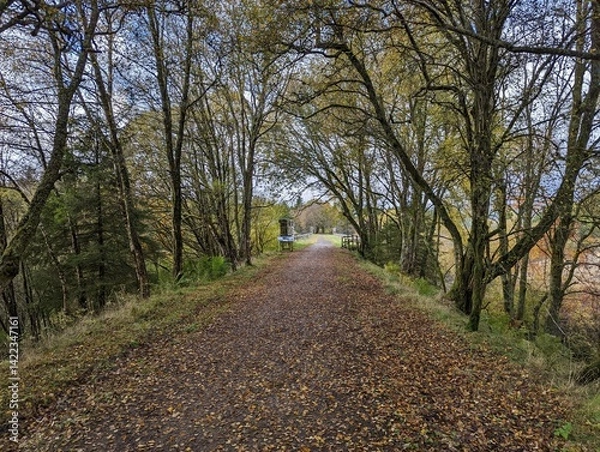 Obraz road in the woods