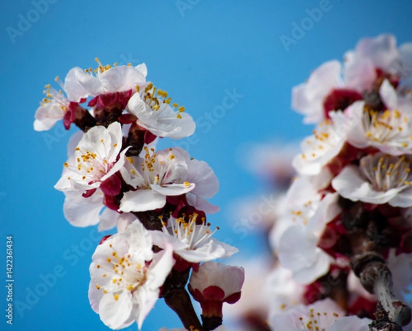 Obraz Wonderful almond blossoms in bloom