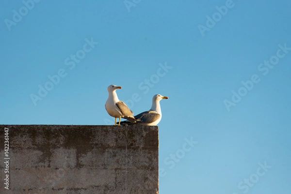 Obraz Two seagulls on the roof in mating season