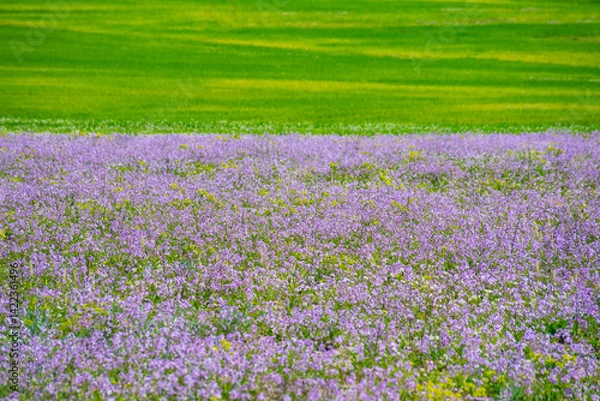 Fototapeta Field of green meadow and violet flowers in spring