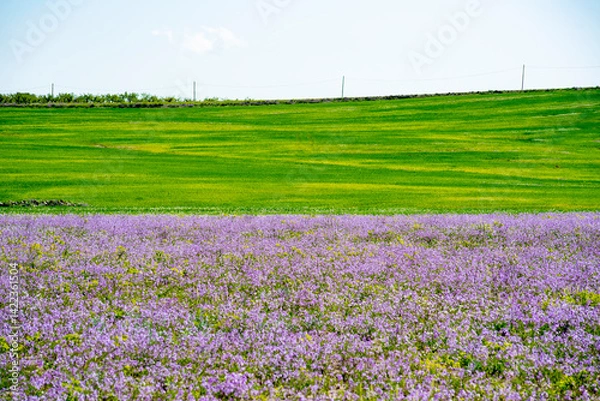 Fototapeta Field of green meadow and violet flowers in spring