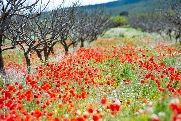 Obraz Beautiful poppy field in spring in southern Spain