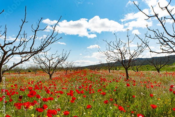 Obraz Beautiful poppy field in spring in southern Spain