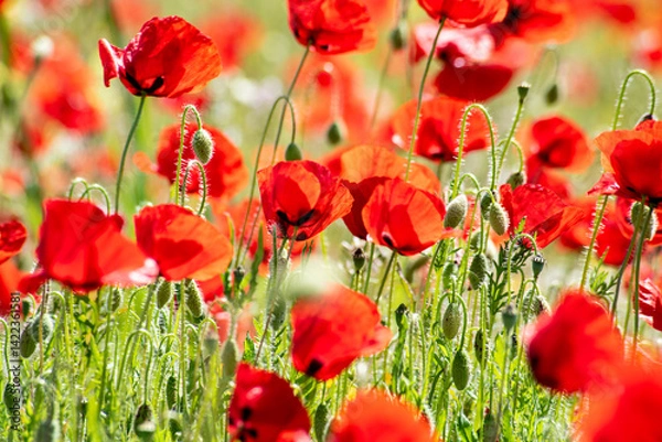 Obraz Beautiful poppy field in spring in southern Spain