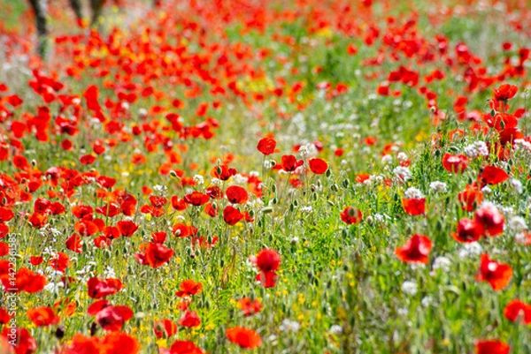 Fototapeta wonderful field of poppies in spring