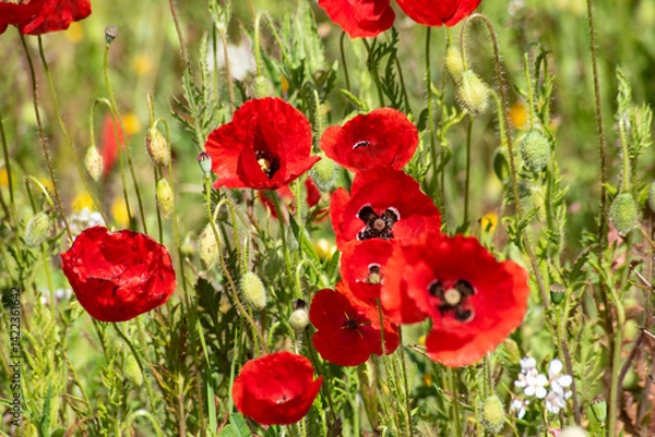 Obraz Beautiful poppy field in spring in southern Spain