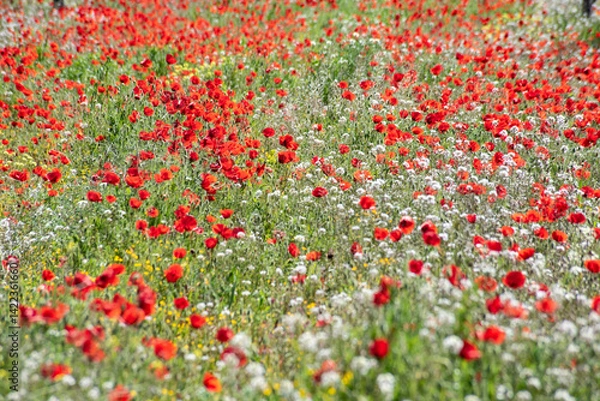 Obraz Beautiful poppy field in spring in southern Spain