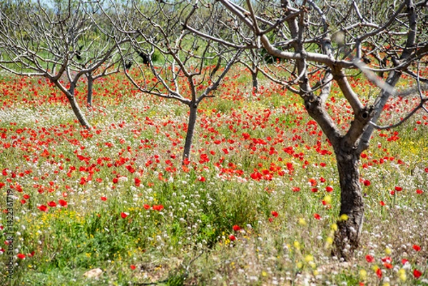 Obraz Beautiful poppy field in spring in southern Spain