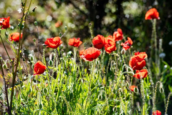 Obraz Beautiful poppy field in spring in southern Spain