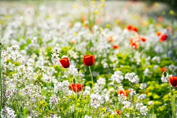Obraz Beautiful poppy field in spring in southern Spain