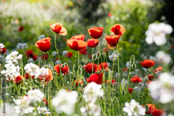 Obraz Beautiful poppy field in spring in southern Spain