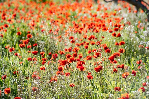 Obraz Beautiful poppy field in spring in southern Spain