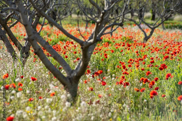 Obraz Beautiful poppy field in spring in southern Spain