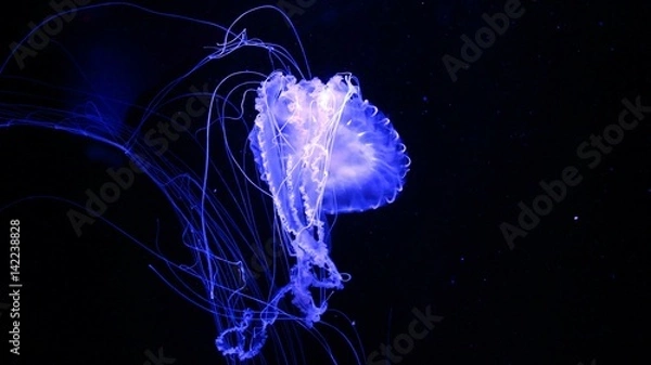 Obraz Fluorescent Blue Jelly Fish Floating