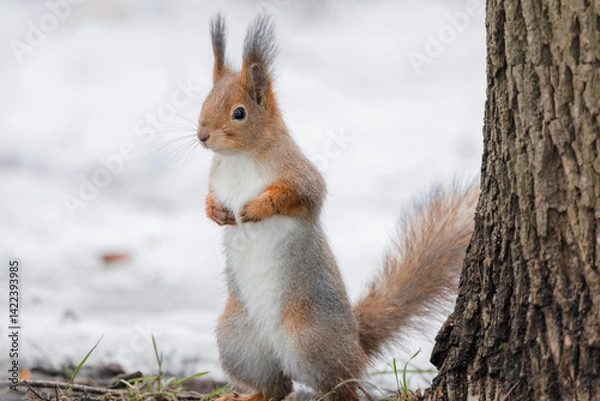 Fototapeta squirrel standing on its hind legs near a tree trunk in a winter park