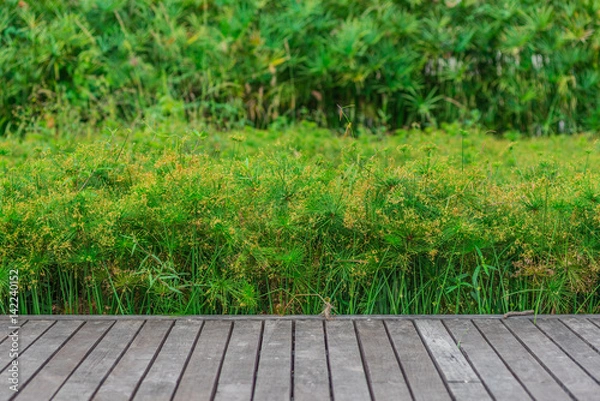 Obraz Wooden platform on green background