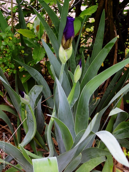 Obraz Single Budding Purple Iris Plant _1010017