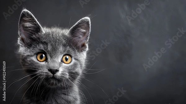 Fototapeta Shy grey kitten with bright orange eyes cautiously peeking around a corner, close-up headshot against a dark, textured grey background, conveying curiosity, shyness, or playfulness.
