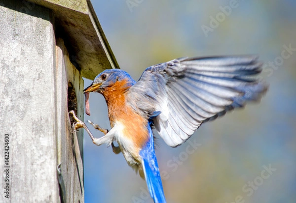Obraz A male eastern bluebird, Sialia sialis, approaches the nest box with a worm for the nestlings