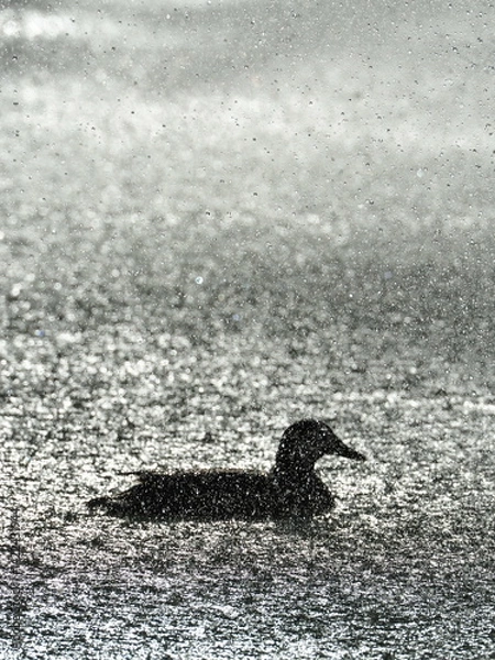 Fototapeta Duck swimming under heavy rain at night illuminated by strong light