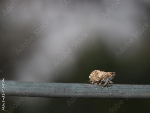 Fototapeta Tiny cicada perched on a green metal rail in the forest