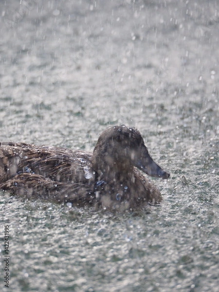 Fototapeta Duck swimming under heavy rain at night illuminated by strong light