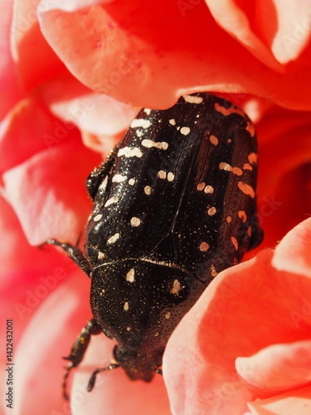 Obraz Spotted black beetle on a blooming pink rose in sunlight