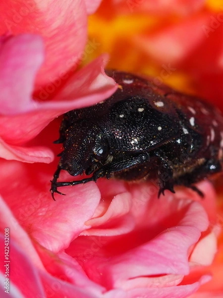 Obraz Spotted black beetle on a blooming pink rose in sunlight