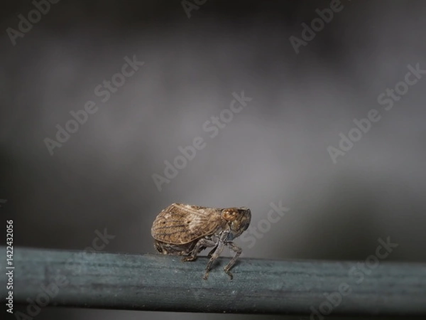 Fototapeta Tiny cicada perched on a green metal rail in the forest