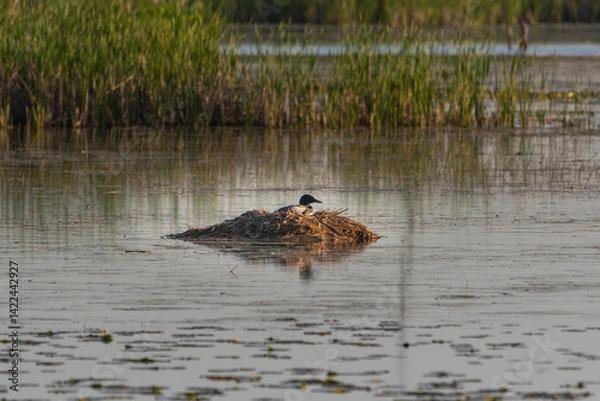 Obraz common loon sitting on a nest in a pond