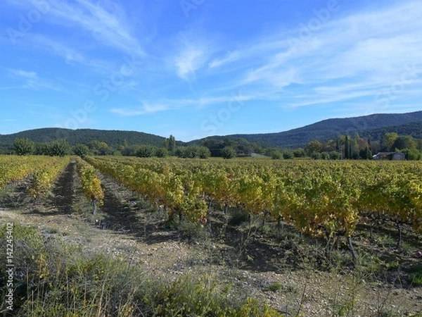 Fototapeta vignes dans les cévennes