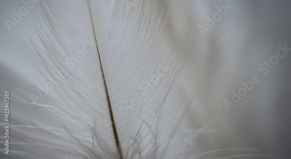 Fototapeta Feather Soft Texture1