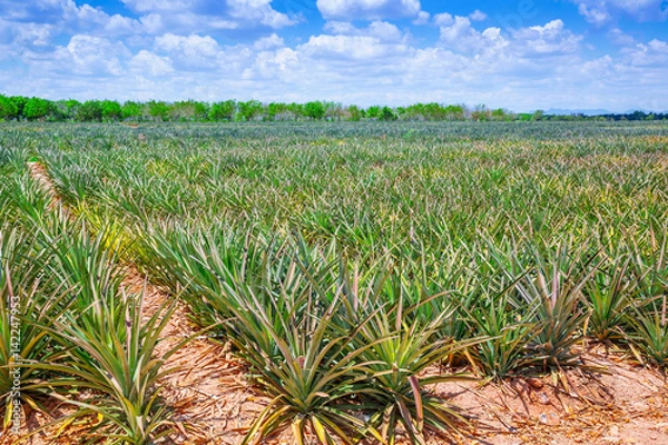 Obraz Pineapple field