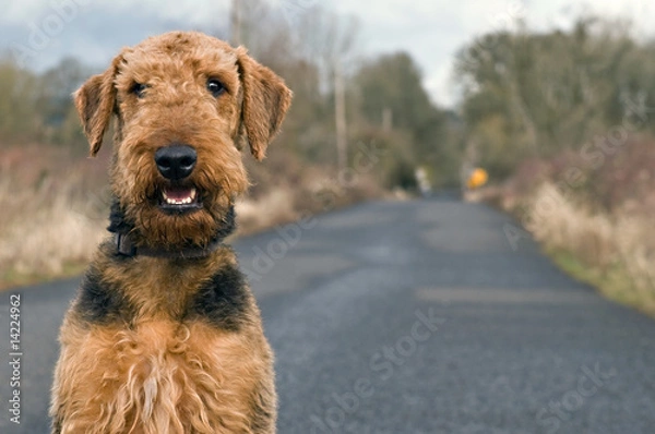 Obraz Airedale terrier on open country road