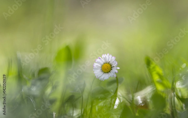 Fototapeta Daisy flower in the meadow with green grass and bokeh, shallow depth of field.